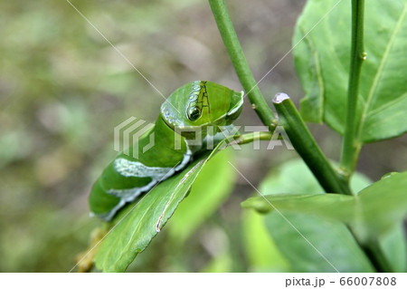 アゲハ(ナミアゲハ)の幼虫 臭角 アゲハ(ナミアゲハ)の幼虫 臭角 66007808