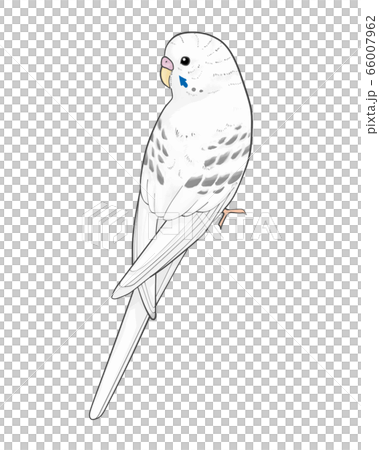 セキセイインコのイラスト素材