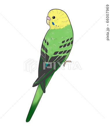 セキセイインコのイラスト素材