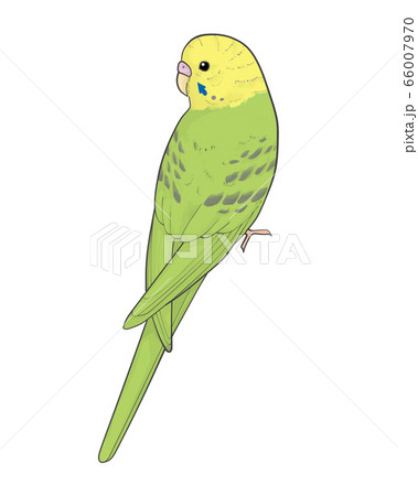 セキセイインコのイラスト素材 セキセイインコのイラスト素材