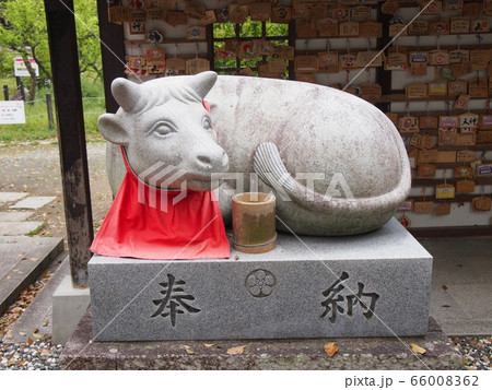 2021年干支の牛(丑) 2021年干支の牛(丑) 66008362