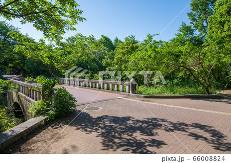新緑　北本自然観察公園　埼玉県北本市 66008824