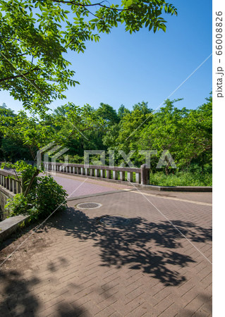 新緑 北本自然観察公園 埼玉県北本市 新緑 北本自然観察公園 埼玉県北本市 66008826