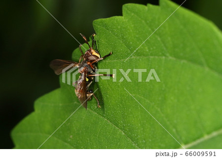生き物　昆虫　ムネグロメバエ、マダラメバエほどではないですがマスクをつけたような顔 66009591