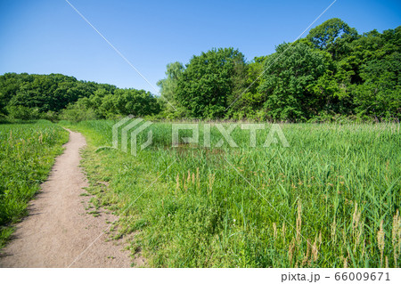 新緑　北本自然観察公園　埼玉県北本市 66009671