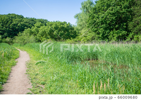 新緑　北本自然観察公園　埼玉県北本市 66009680