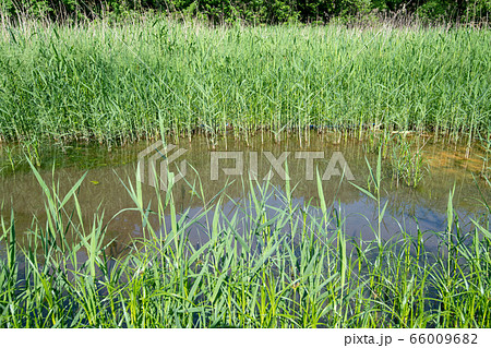 新緑 北本自然観察公園 埼玉県北本市 新緑 北本自然観察公園 埼玉県北本市 66009682
