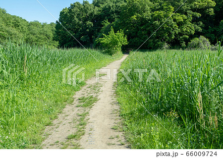 新緑 遊歩道 北本自然観察公園 埼玉県北本市 新緑 遊歩道 北本自然観察公園 埼玉県北本市 66009724
