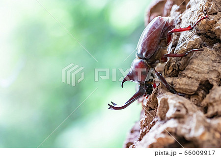かぶと虫 カブトムシ かぶと虫 カブトムシ 66009917