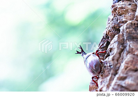 かぶと虫　カブトムシ 66009920
