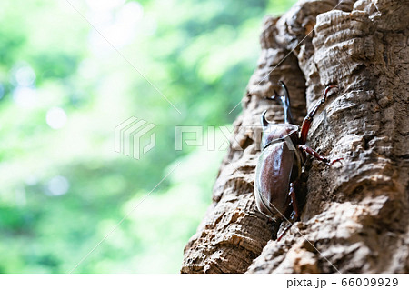 かぶと虫　カブトムシ 66009929