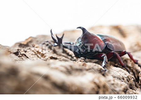 かぶと虫　カブトムシ 66009932