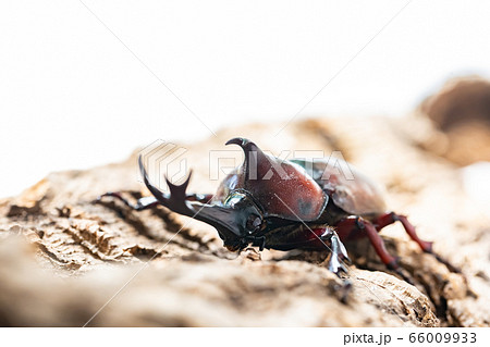 かぶと虫　カブトムシ 66009933