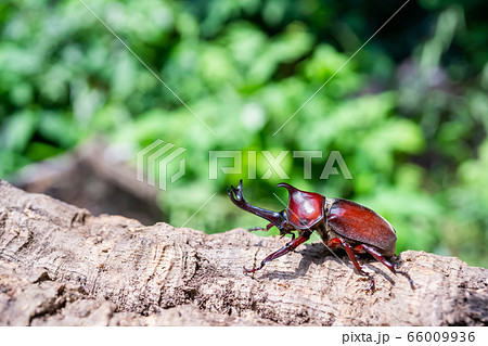 かぶと虫　カブトムシ 66009936