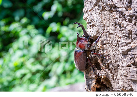 かぶと虫　カブトムシ 66009940