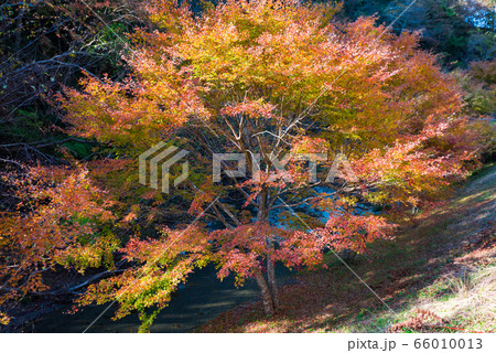 筒森もみじ谷の紅葉と夕木川 養老渓谷 秋 (千葉県夷隅郡大多喜町) 2019年11月 筒森もみじ谷の紅葉と夕木川 養老渓谷 秋 (千葉県夷隅郡大多喜町) 2019年11月 66010013