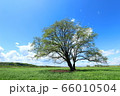 ハルニレ　若葉 66010504