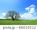 ハルニレ　春 66010512