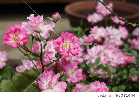 ピンクの小バラの花 66011444