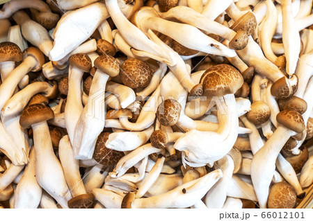 きのこ Japanese delicious natural edible mushrooms きのこ Japanese delicious natural edible mushrooms 66012101