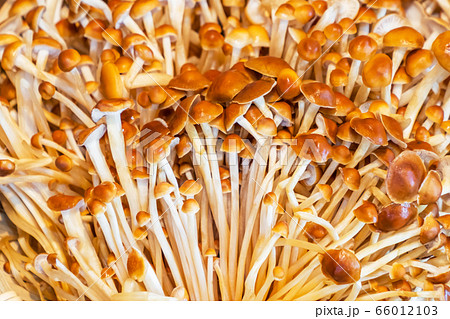 きのこ Japanese delicious natural edible mushrooms きのこ Japanese delicious natural edible mushrooms 66012103
