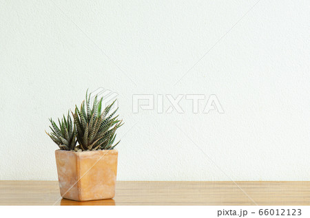 Zebra Plants,Haworthia succulents in square clay pot on wooden table background 66012123