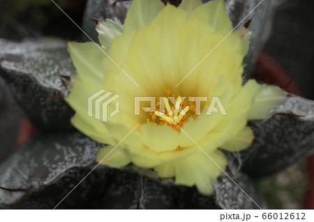 サボテン般若の花 サボテン般若の花 66012612