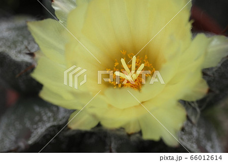 サボテン般若の花 66012614