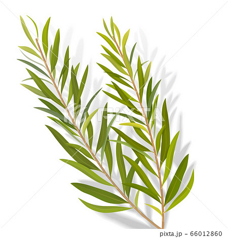 Set of tea tree leaves Set of tea tree leaves 66012860
