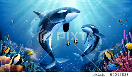 Killer whales family with coral 66012883