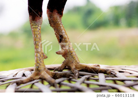 Legs of gamecocks in farm. 66013118