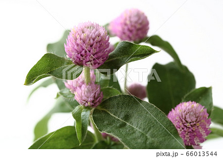 ピンクのセンニチコウ 66013544