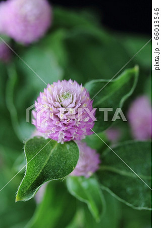 ピンクのセンニチコウ 66013546