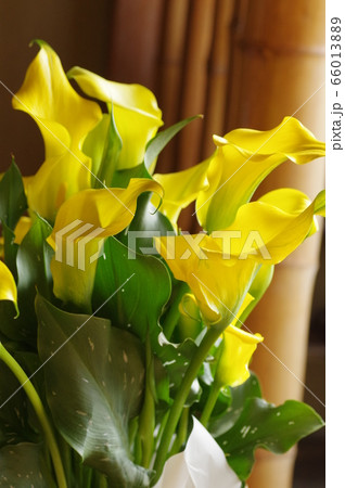 黄色のカラーの花 66013889