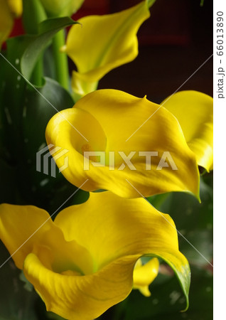黄色のカラーの花 66013890