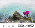 Oleander flower with leaves, rocky coast against the backdrop of a raging mountain river 66014052