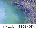 A family of ducks swims in a transparent turquoise river 66014054