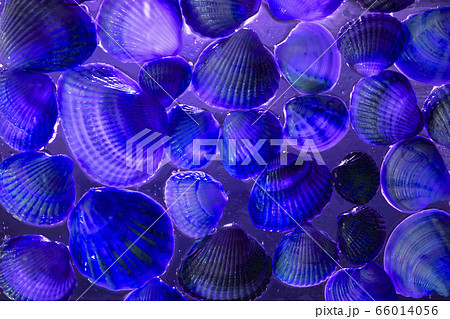 Different sizes sea shells and in deep water Different sizes sea shells and in deep water 66014056