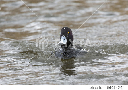 male tufted duck 66014264