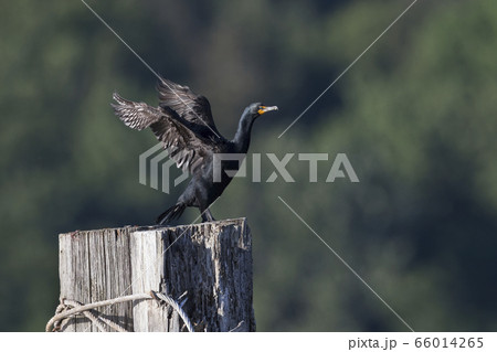 double crested cormorant 66014265