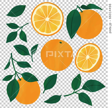 オレンジ 葉 果実 素材 セット のイラスト素材