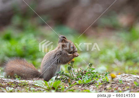 エゾリスの子供 66014555