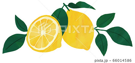 レモン 葉 挿絵 イラスト 素材のイラスト素材