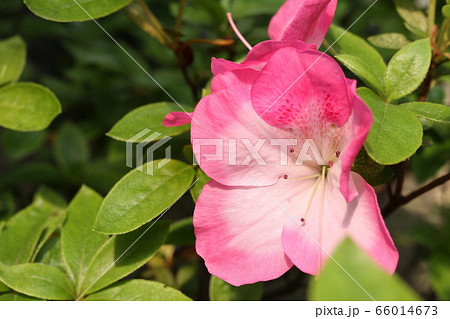 ツツジの花 66014673
