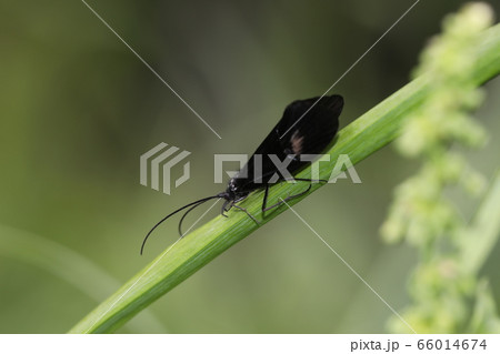 ヨツメトビケラ ヨツメトビケラ 66014674