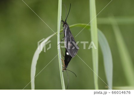 ヨツメトビケラ交尾 ヨツメトビケラ交尾 66014676