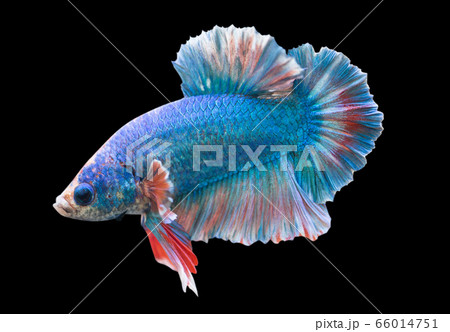 Betta Blue Fancy Halfmoon Plakat HMPK Male or Plakat Fighting Fish Splendens in Black Backgrounder. 66014751