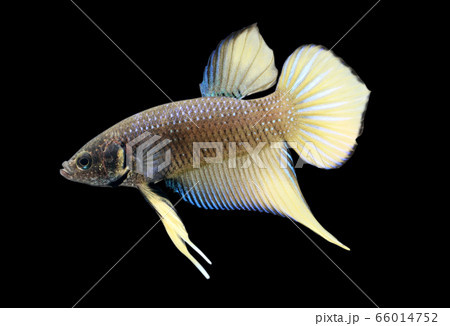 Betta Wild Yellow Smaragdina Ladiges Male or Plakat Fighting Fish Splendens in Black Backgrounder. Betta Wild Yellow Smaragdina Ladiges Male or Plakat Fighting Fish Splendens in Black Backgrounder. 66014752
