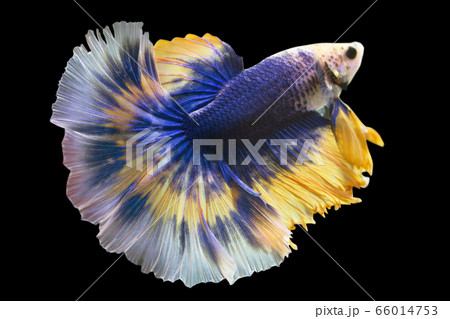 Betta Blue Mustard Butterfly Halfmoon HM Male or Plakat Fighting Fish Splendens in Black Backgrounder. 66014753