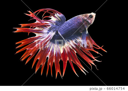 Betta Thai Flag Crow Tail Halfmoon Male CTHM or Plakat Fighting Fish Splendens in Black Backgrounder. 66014754